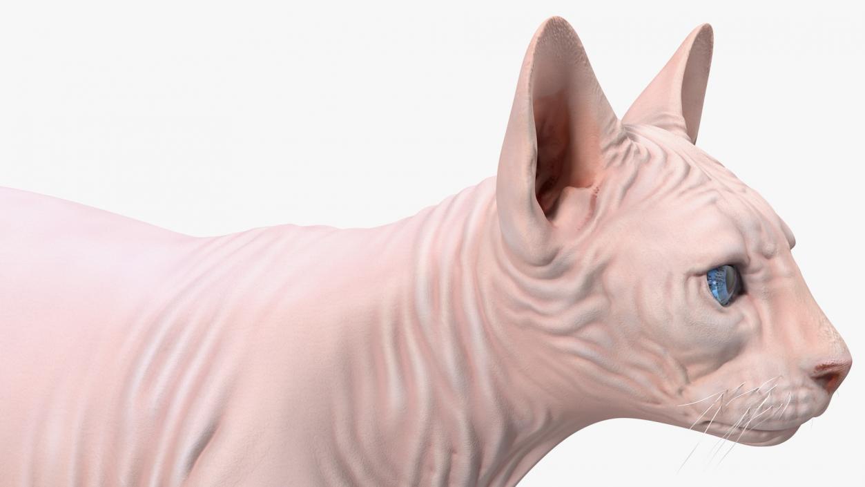 Cream White Sphynx Cat 3D