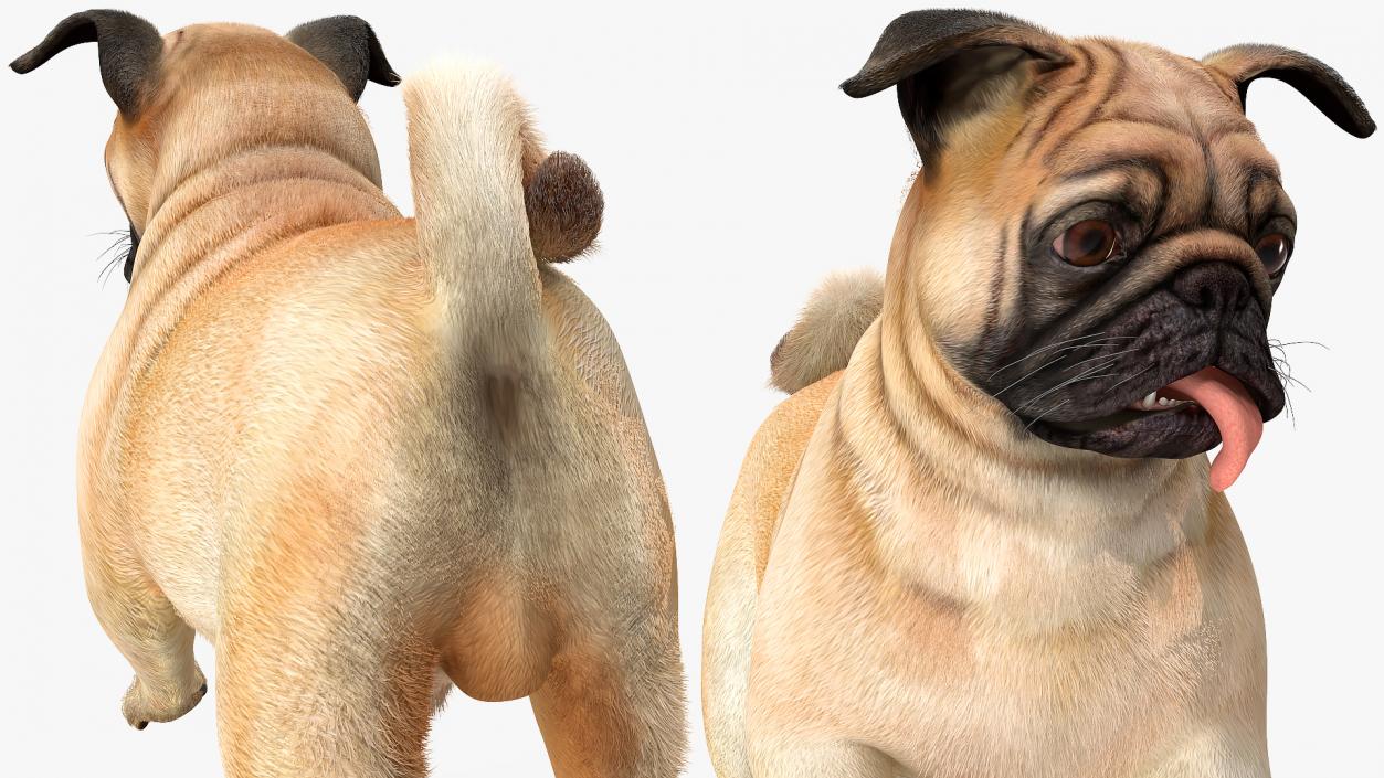 3D model Pug Dog Run Pose Fur