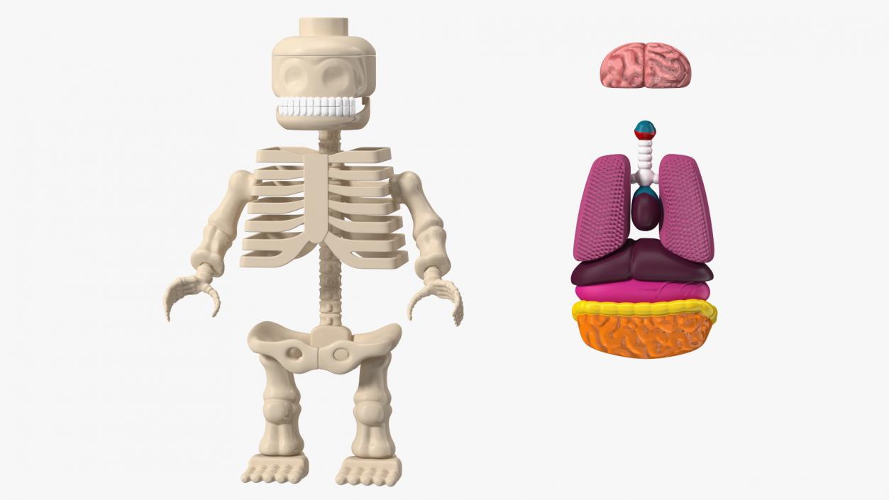 3D Anatomical LEGO Man Transparent