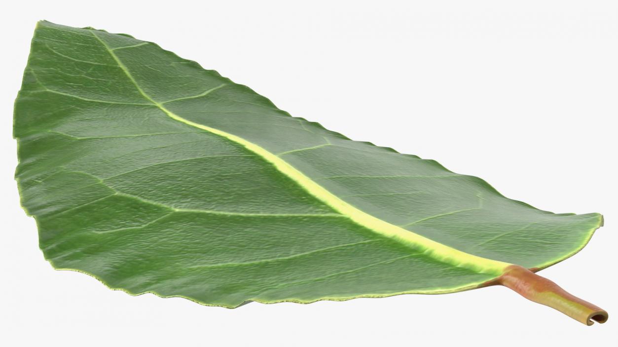 Fresh Laurel Leaf 3D