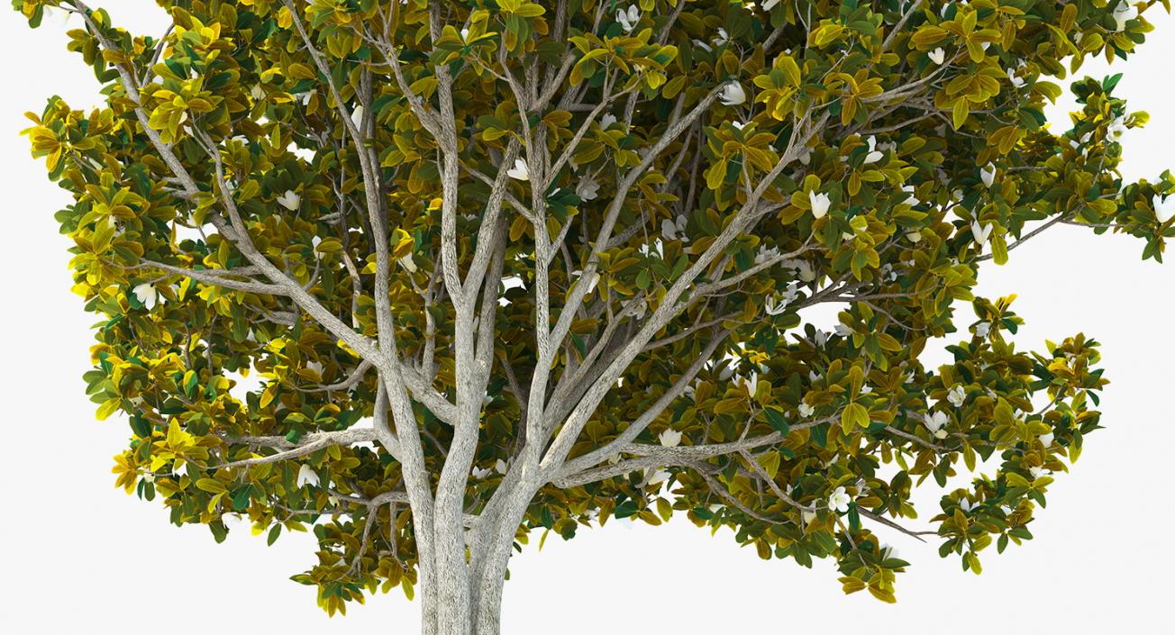 Southern Magnolia Tree 3D