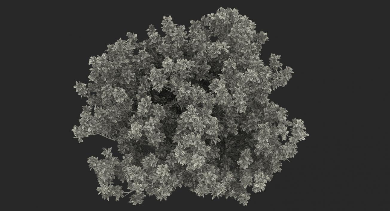Southern Magnolia Tree 3D