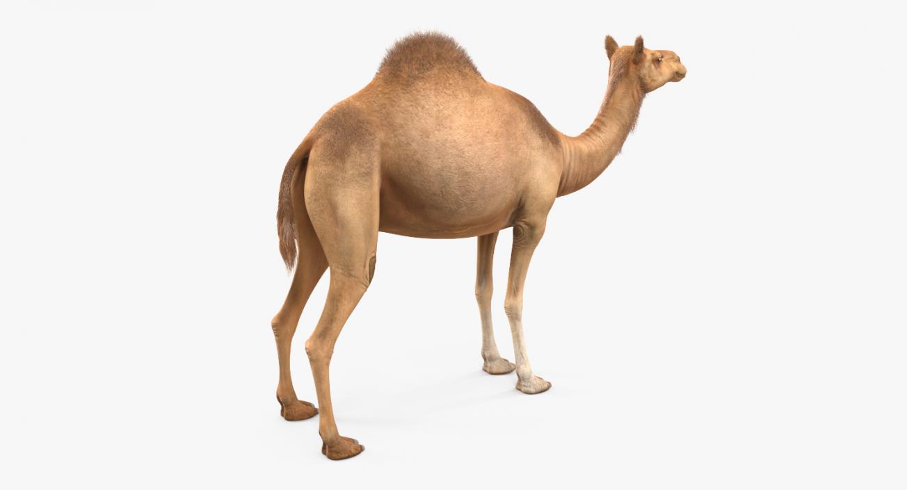 Camel with Fur 3D model