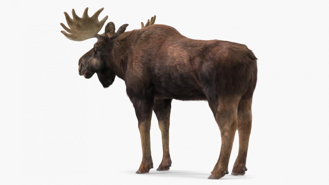 Bull Moose Fur 3D model