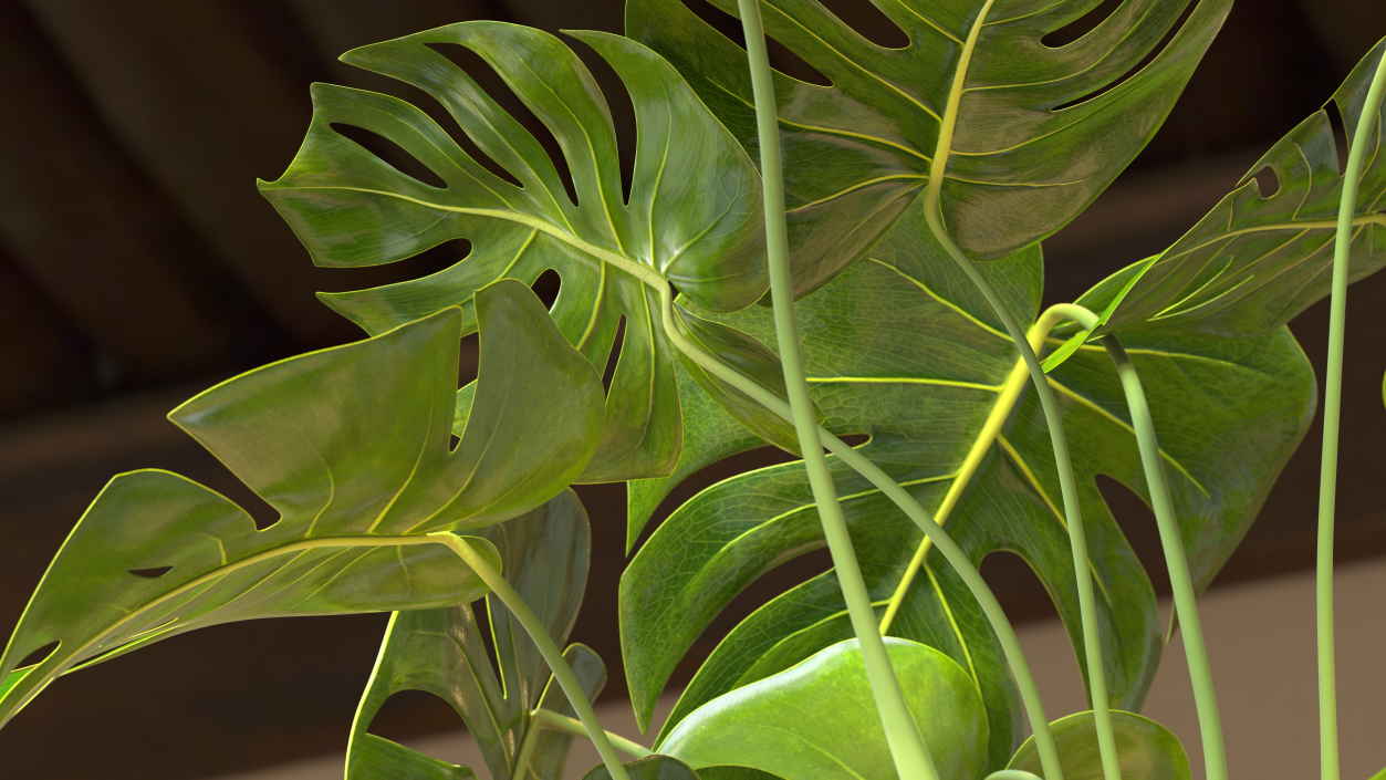 3D model Monstera Deliciosa Tropical Plant in Pot