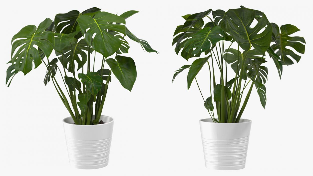 3D model Monstera Deliciosa Tropical Plant in Pot