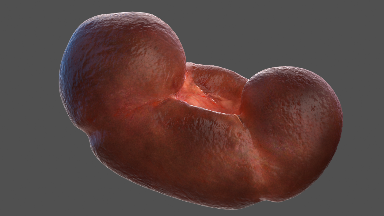 Male Urinary System 3D model