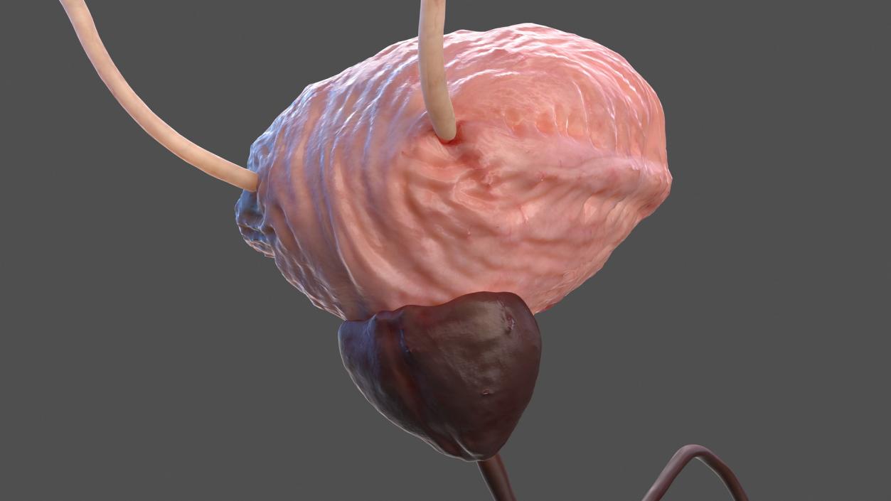 Male Urinary System 3D model