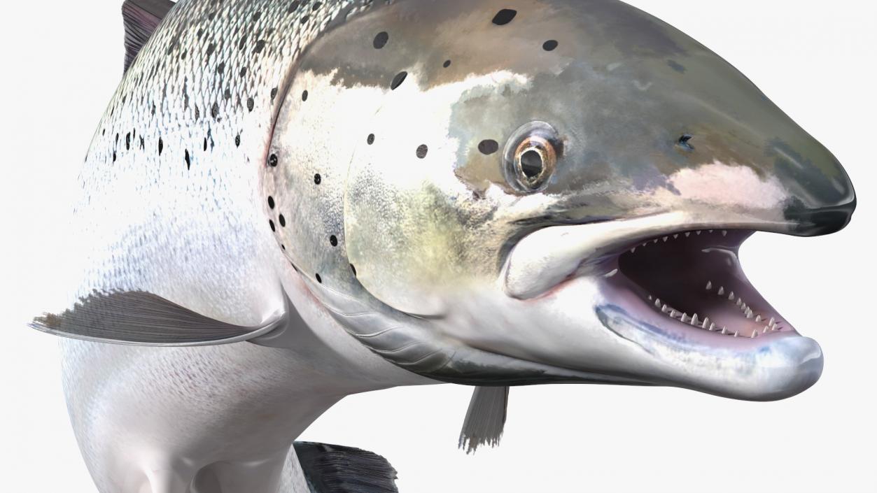 3D model Atlantic Salmon Jump Pose