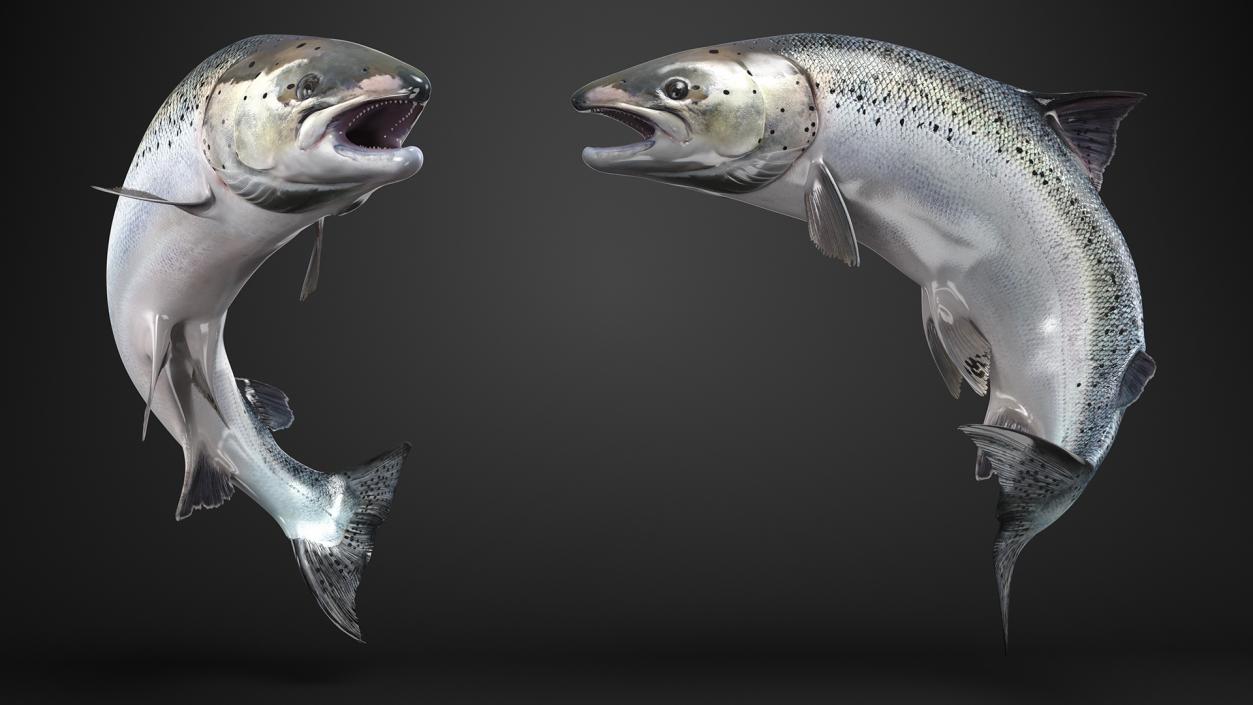 3D model Atlantic Salmon Jump Pose