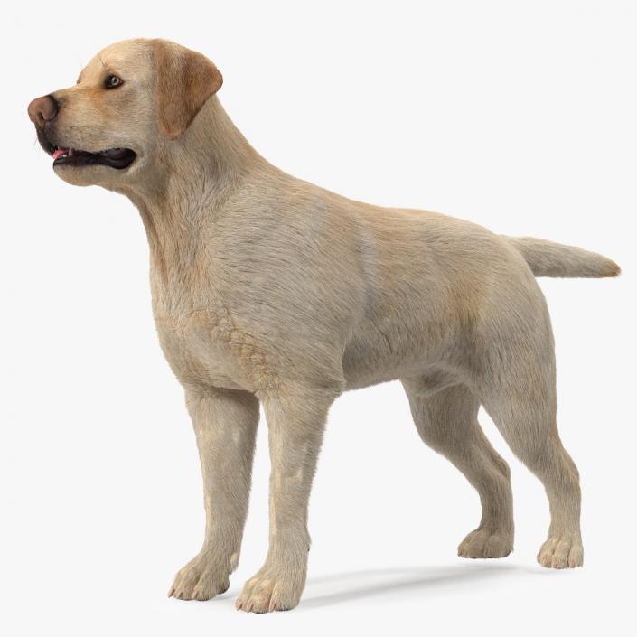 Labrador Dog White Rigged Fur 3D model
