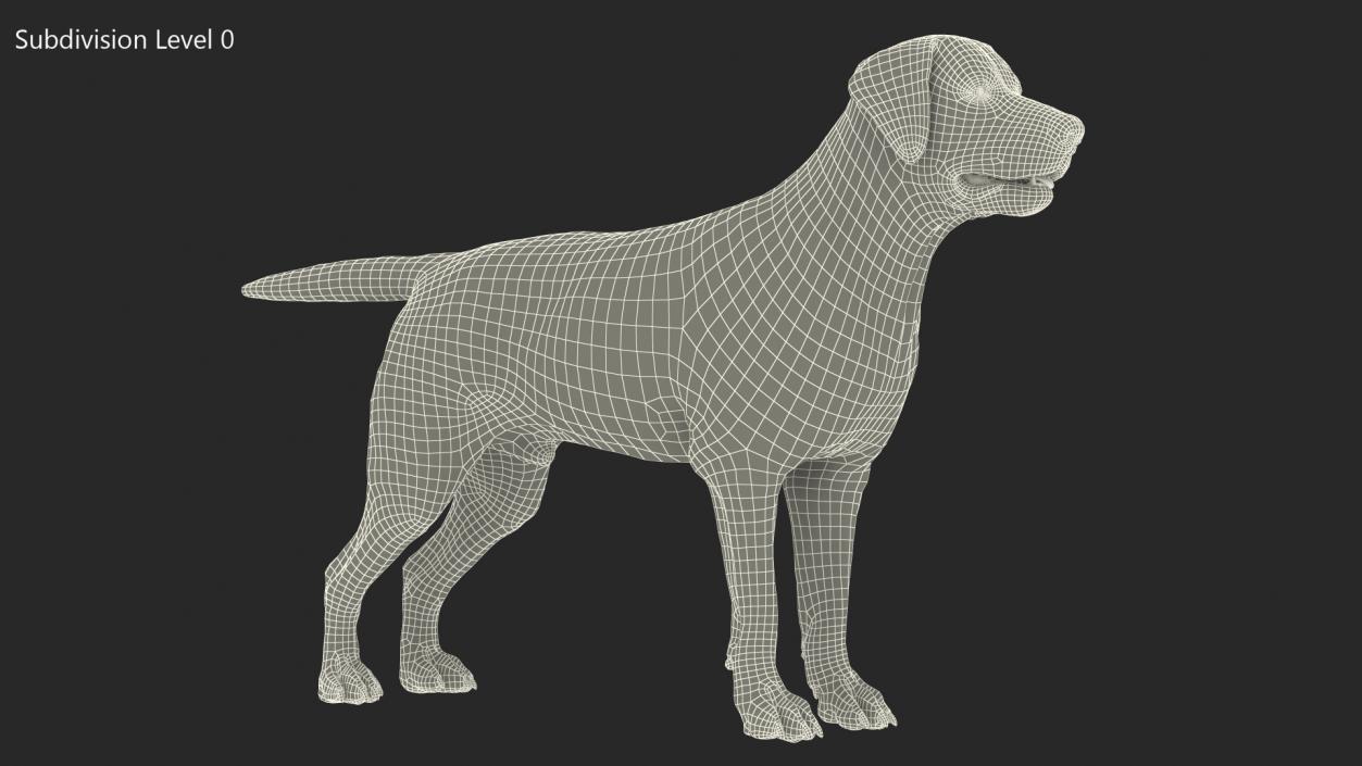 Labrador Dog White Rigged Fur 3D model