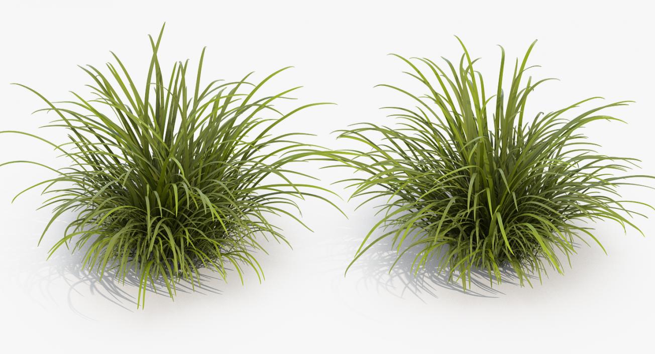 3D model Wild Tall Grass