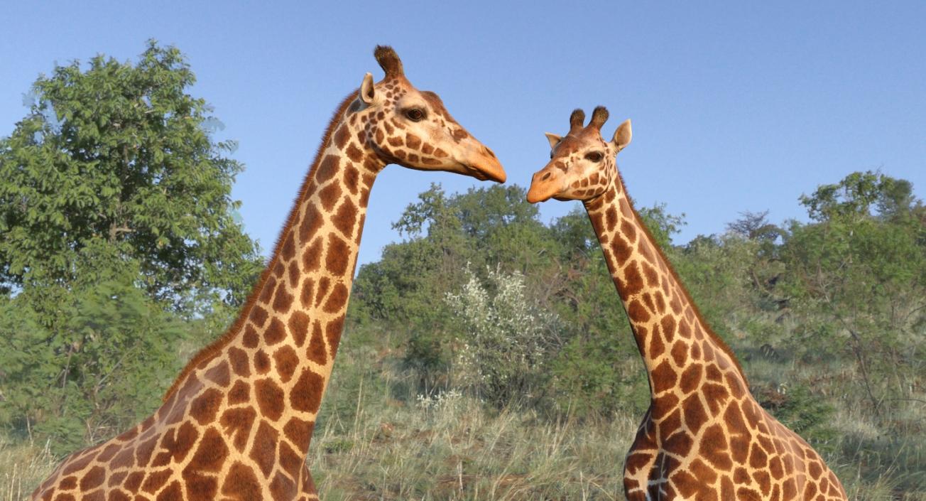 3D African Giraffe Fur Rigged