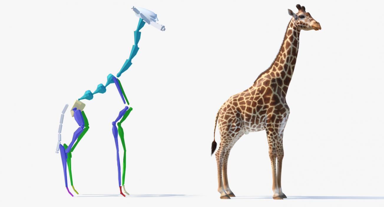 3D African Giraffe Fur Rigged
