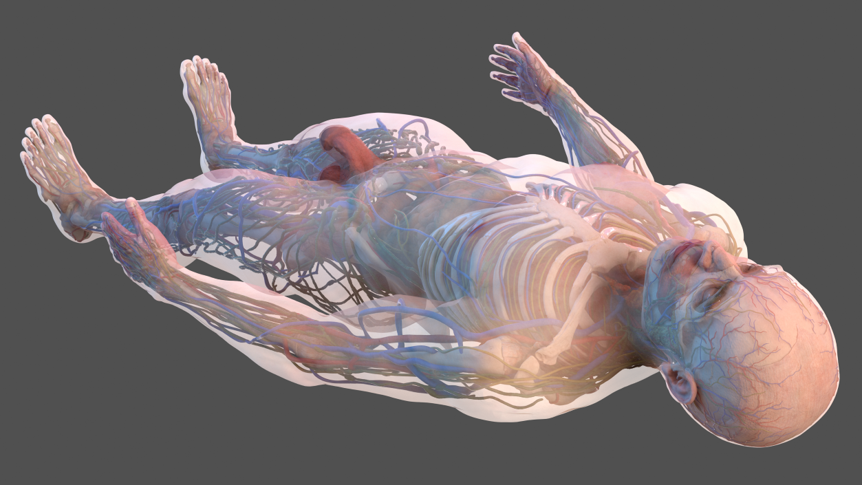 3D Male Skeleton Internal Organs Anatomy and Skin