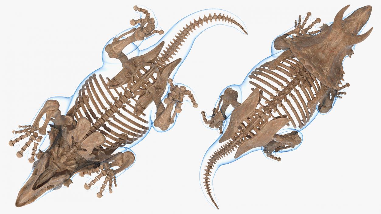 Triceratops Skeleton Fossil with Transparent Skin 3D model