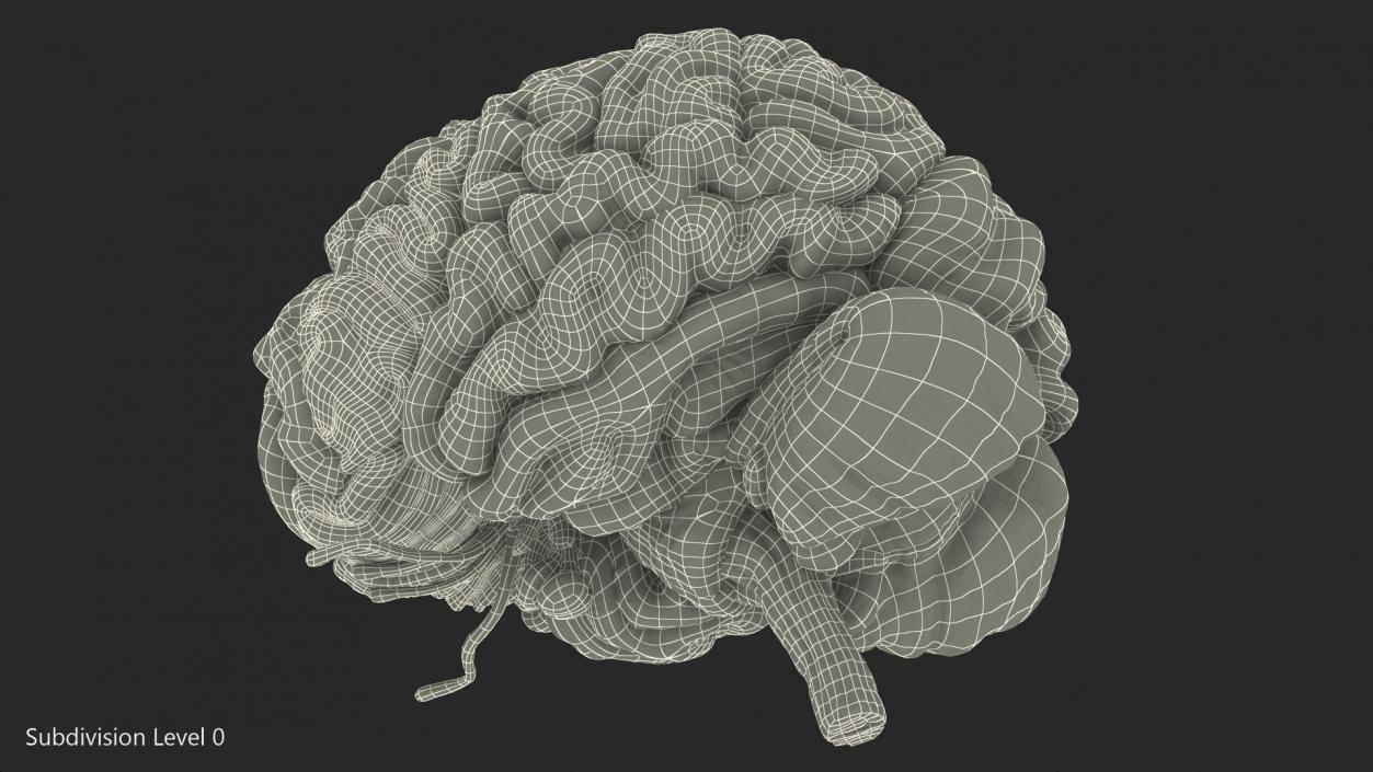 Human Brain Full Anatomy 3D model