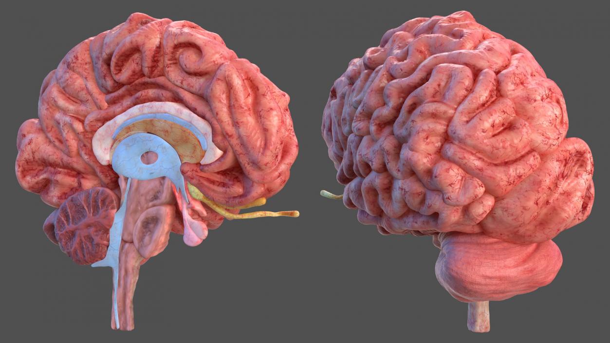 Human Brain Full Anatomy 3D model