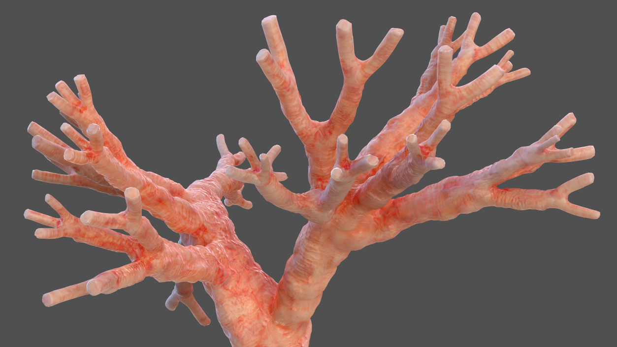 3D Human Lung Right and Bronchi model