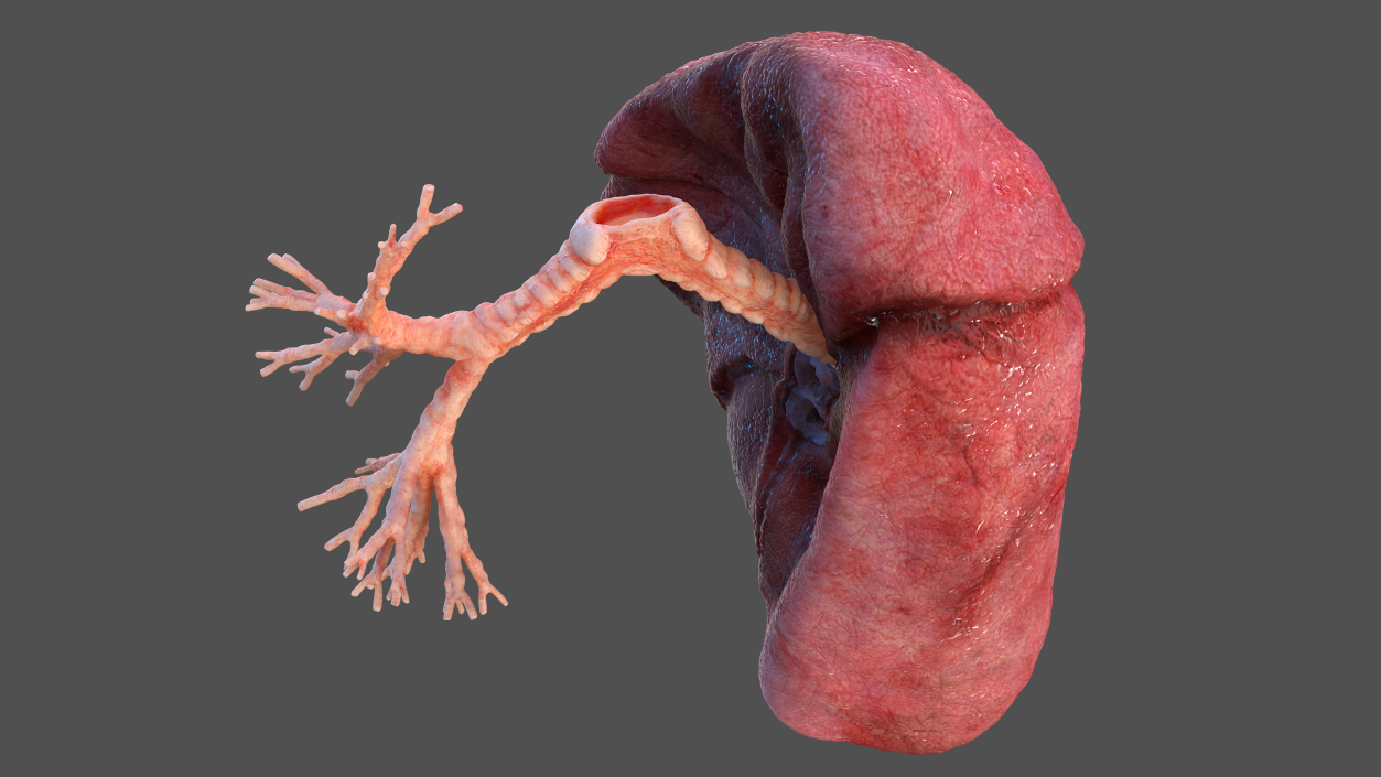 3D Human Lung Right and Bronchi model