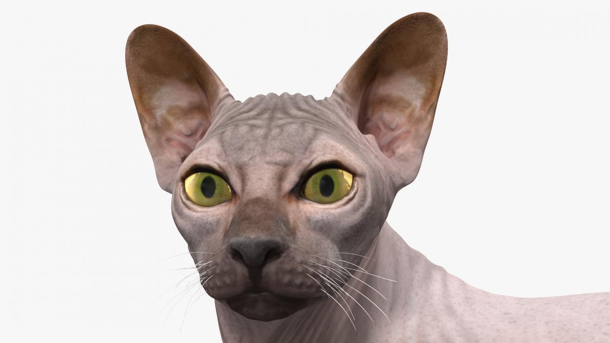 Dark Solid Color Sphynx Cat 3D