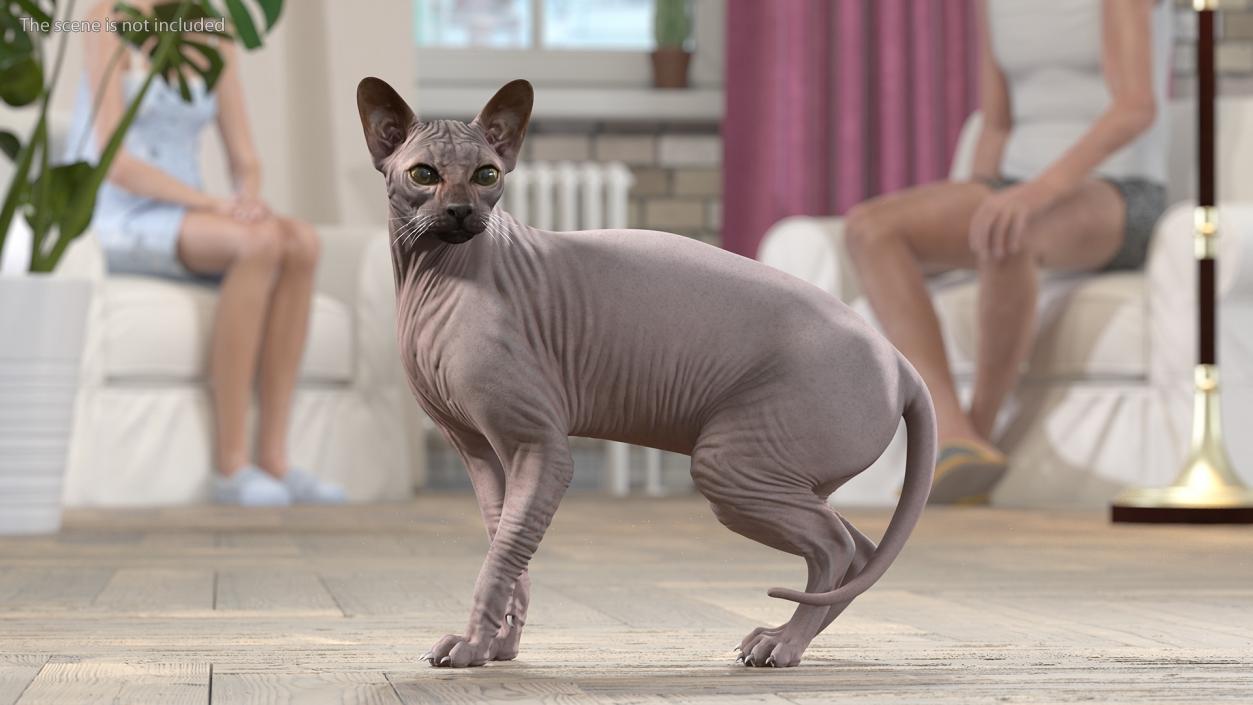 Dark Solid Color Sphynx Cat 3D