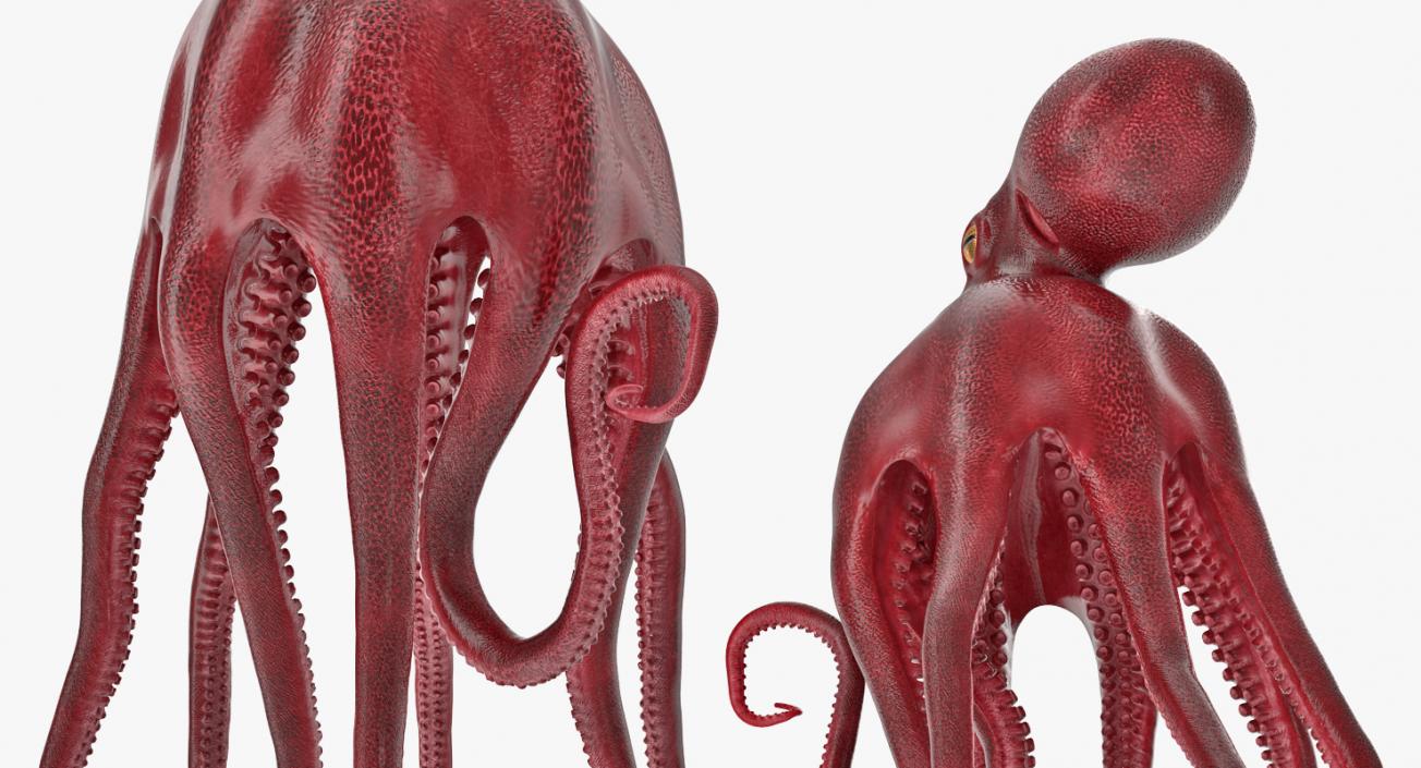 3D Octopus Vulgaris Rigged model