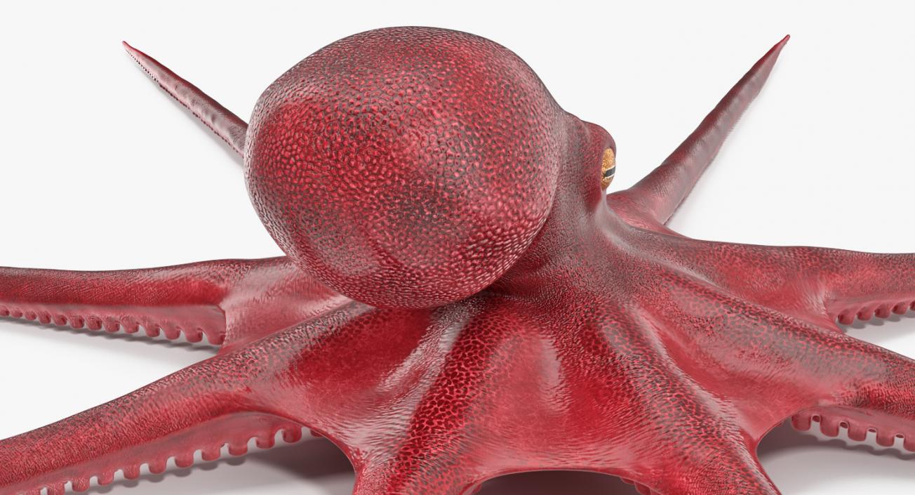 3D Octopus Vulgaris Rigged model