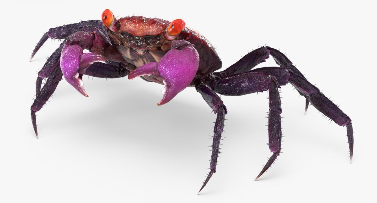 Vampire Crab  Geosesarma Dennerle with Fur 3D