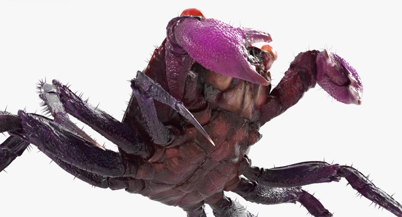 Vampire Crab  Geosesarma Dennerle with Fur 3D