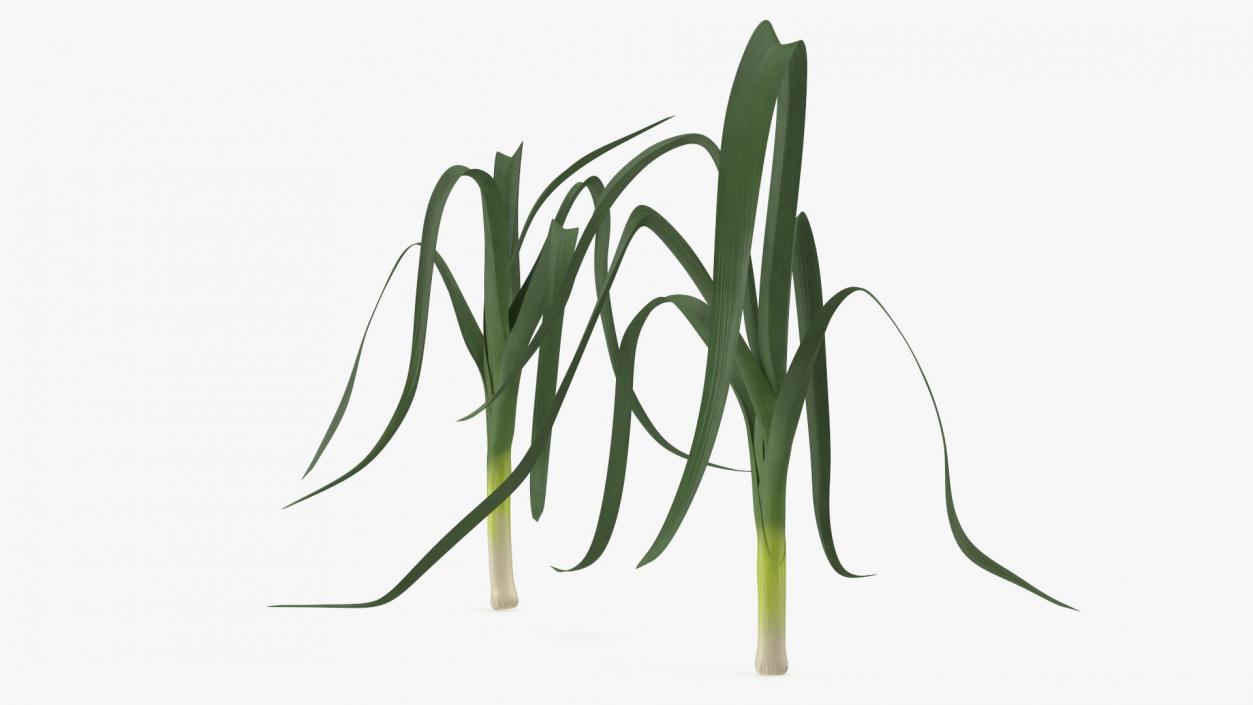 3D model Fresh Allium Porrum Leeks