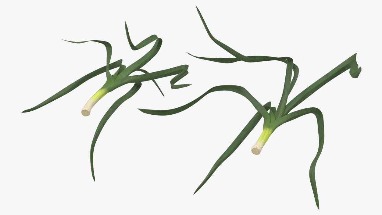 3D model Fresh Allium Porrum Leeks