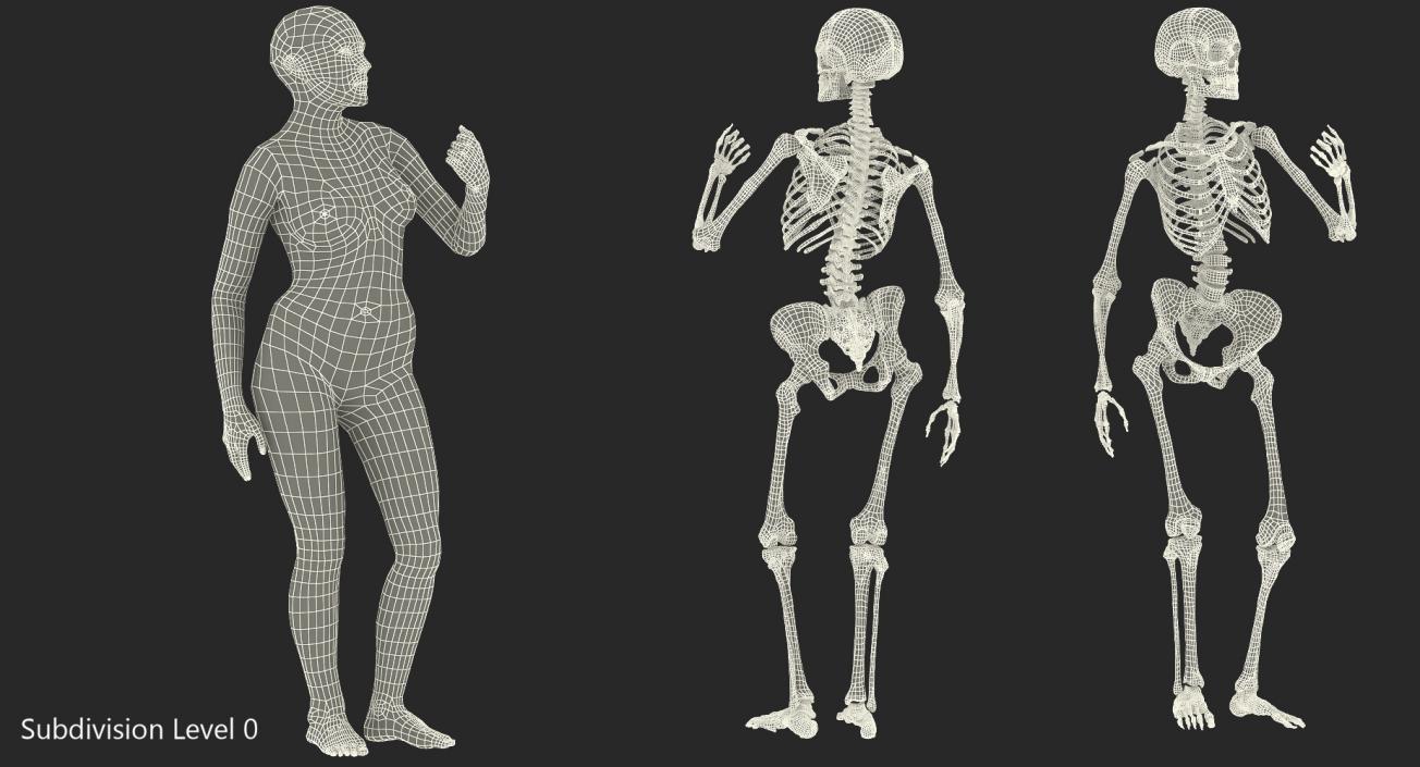 Female Body with Skeleton Standing Pose 3D model