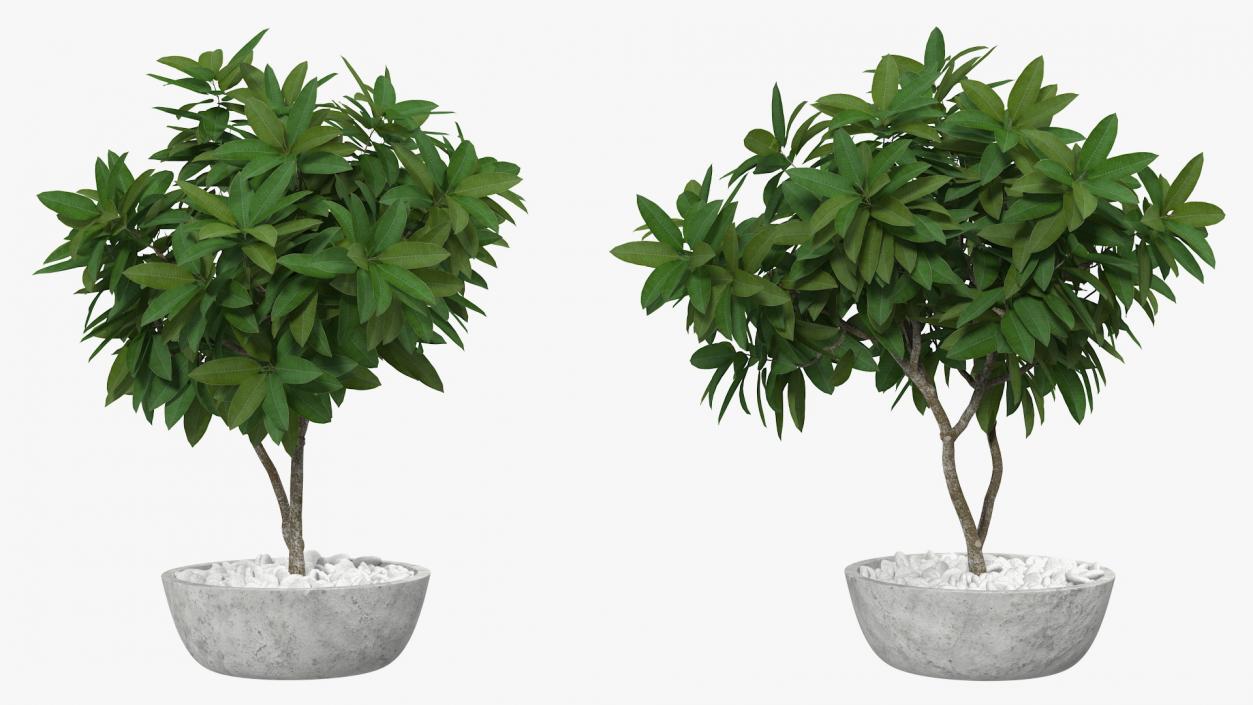 Flower Pot Plumeria 3D model