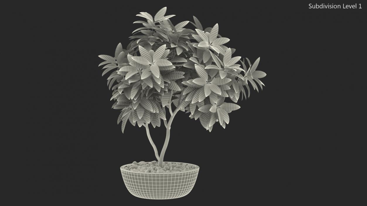 Flower Pot Plumeria 3D model
