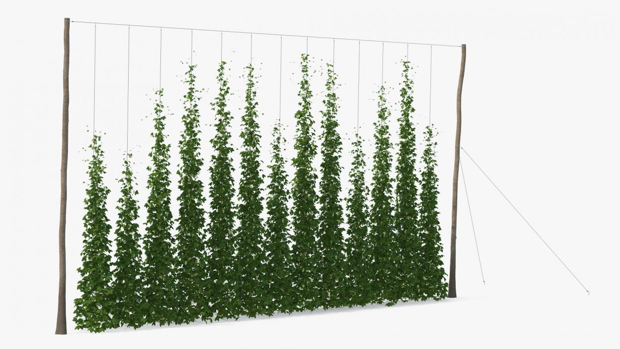 Green Growing Hops Plantation 3D model