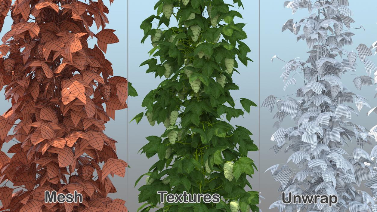 Green Growing Hops Plantation 3D model