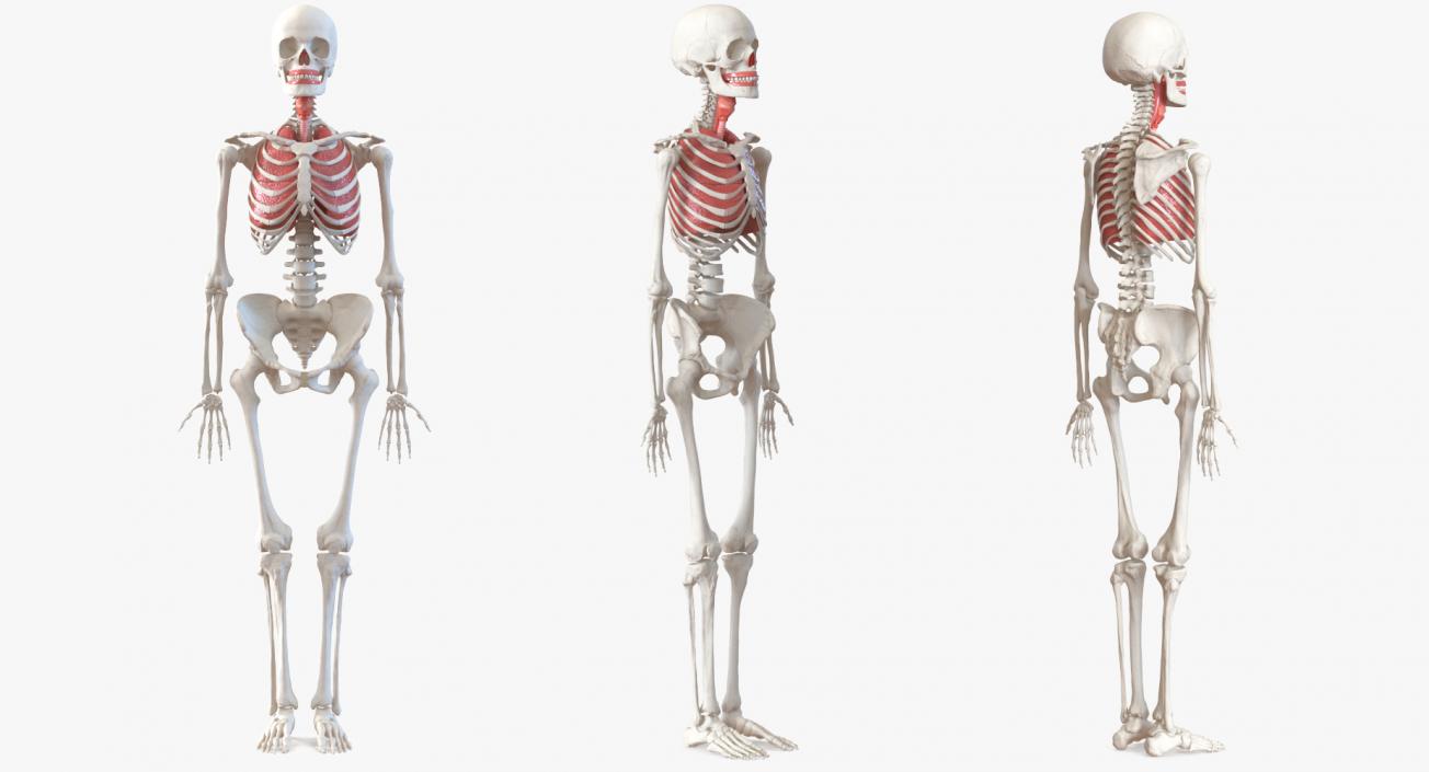 3D model Human Female Skeleton with Respiratory System