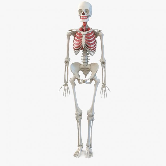 3D model Human Female Skeleton with Respiratory System