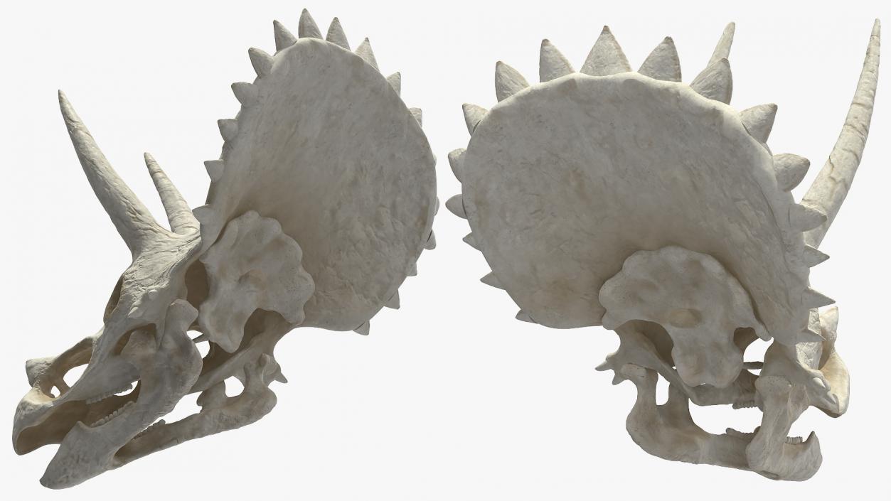 3D Triceratops Skeleton Standing Pose with Transparent Skin