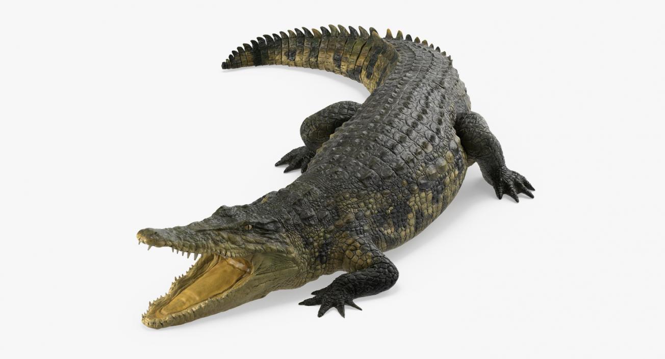 Crocodile Attacks Pose 2 3D model