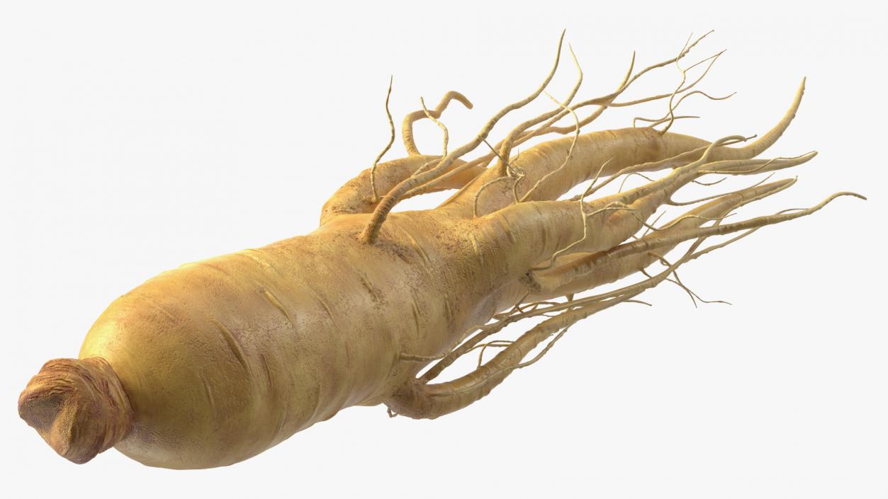 3D Fresh Ginseng Root model