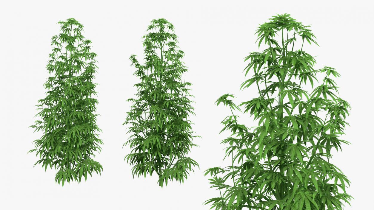 3D model Marijuana Plant