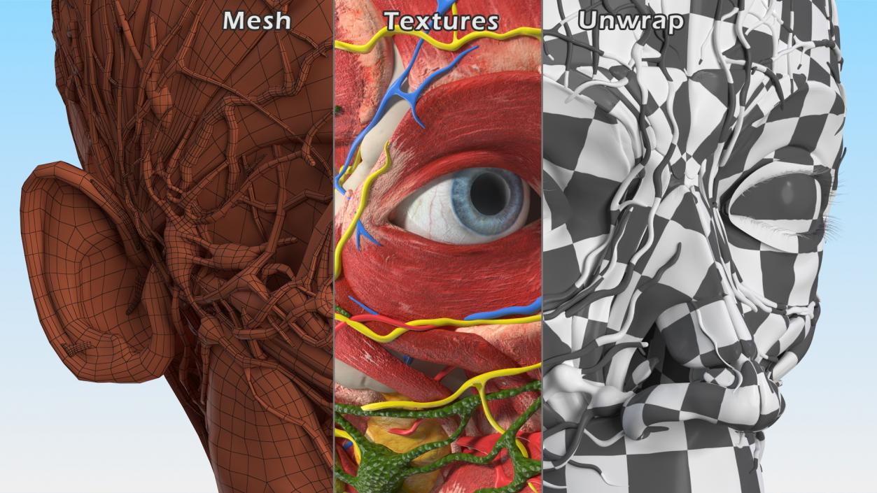 Young Man Anatomy Head 3D