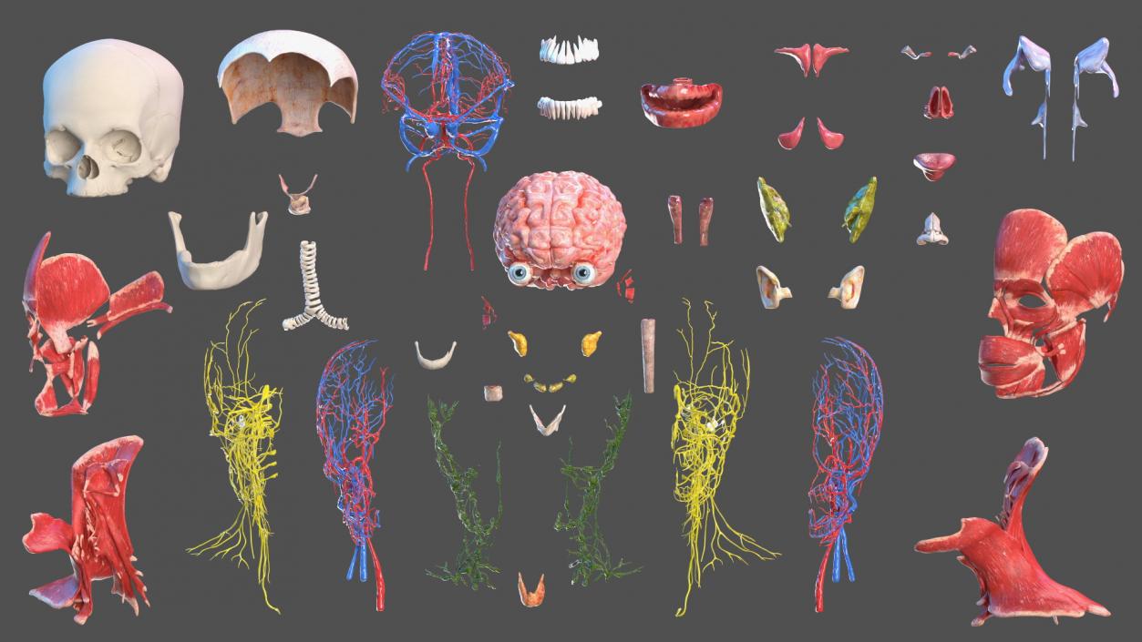 Young Man Anatomy Head 3D