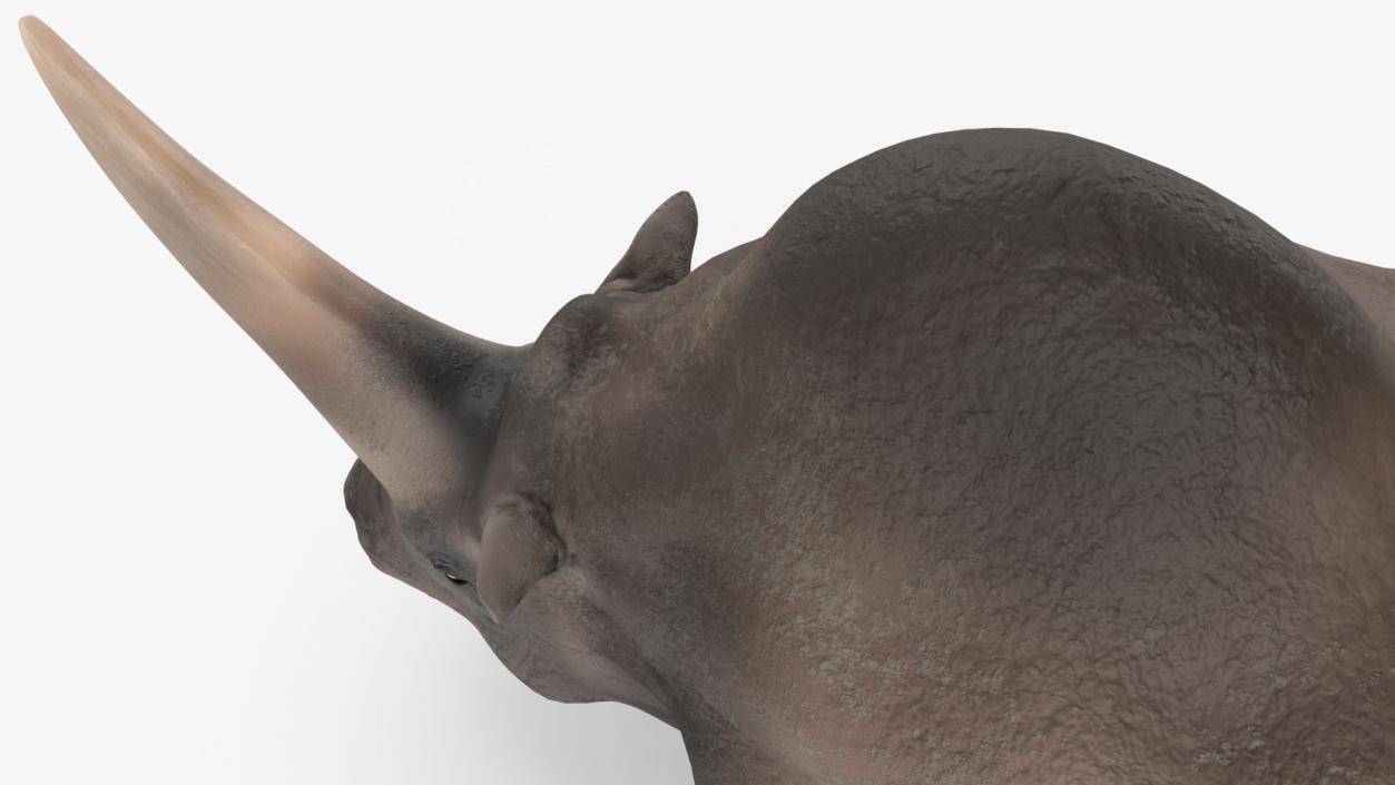 Elasmotherium Rigged for Cinema 4D 3D model