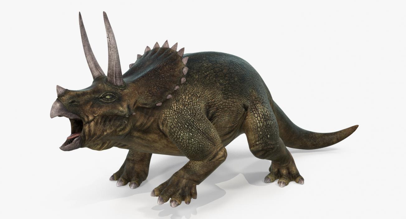 3D model Triceratops Fighting Pose