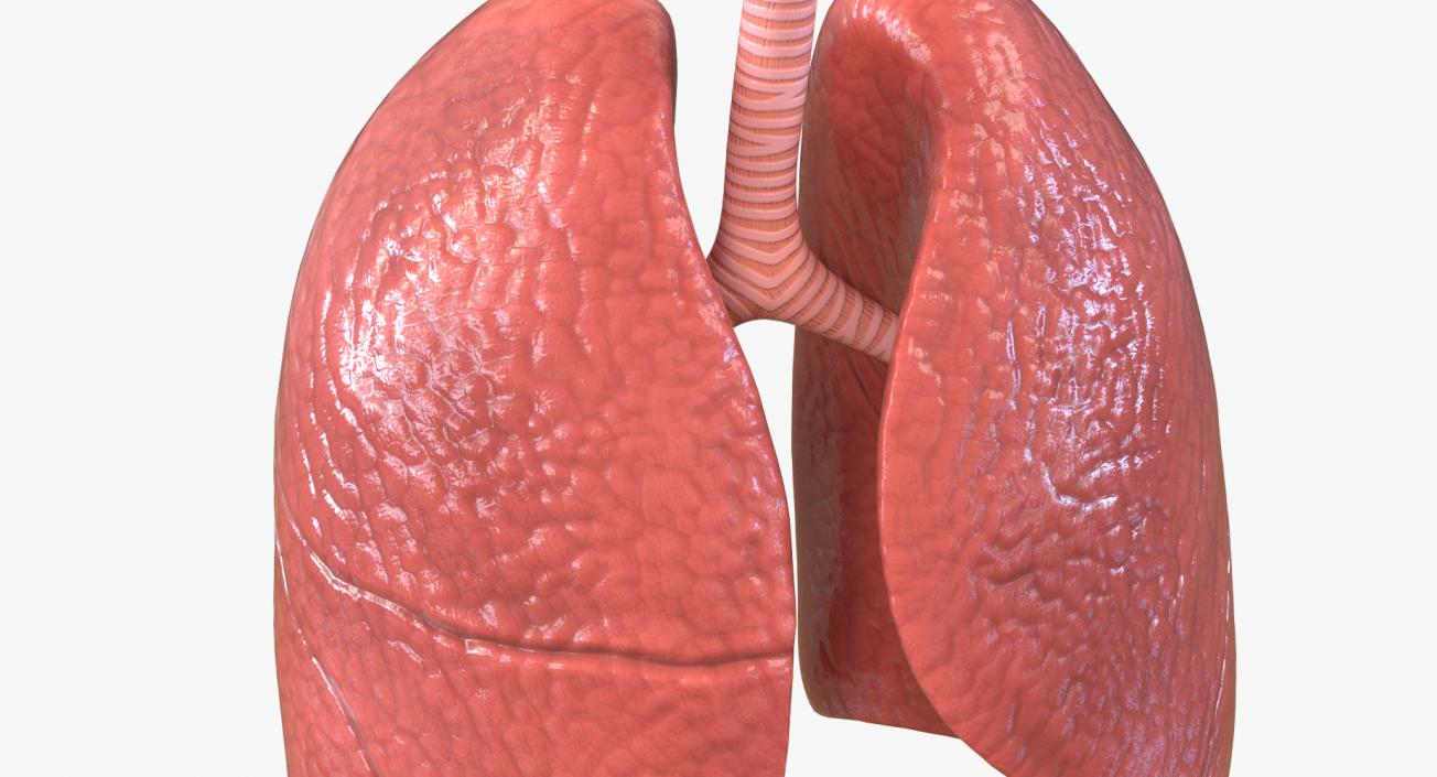 Lung Anatomy 3D