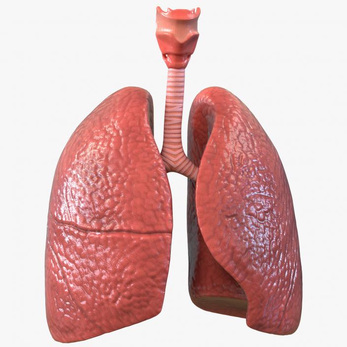 Lung Anatomy 3D